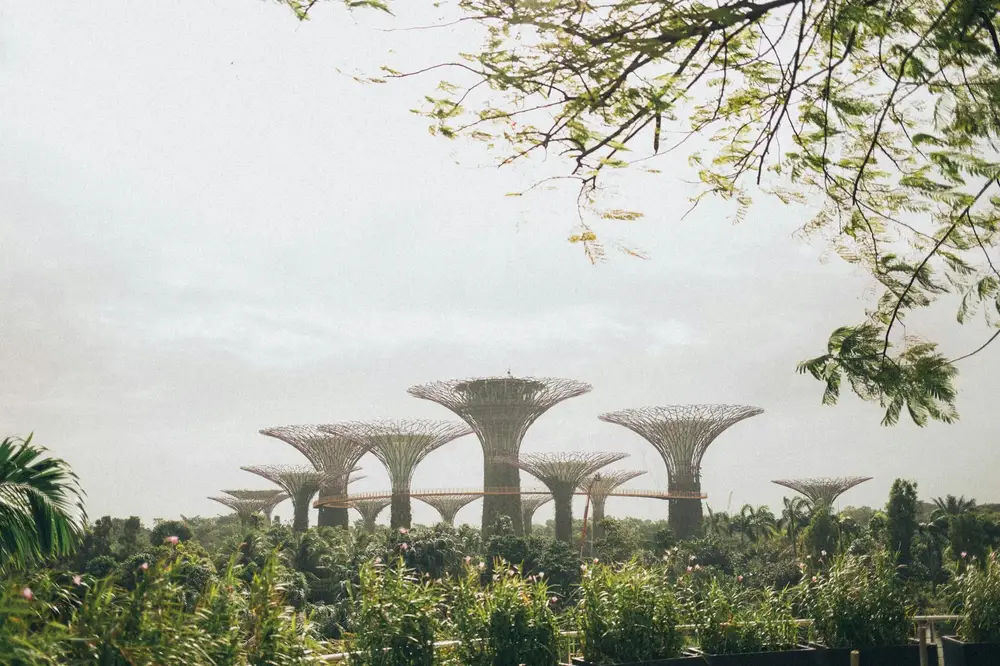 Supertree Grove