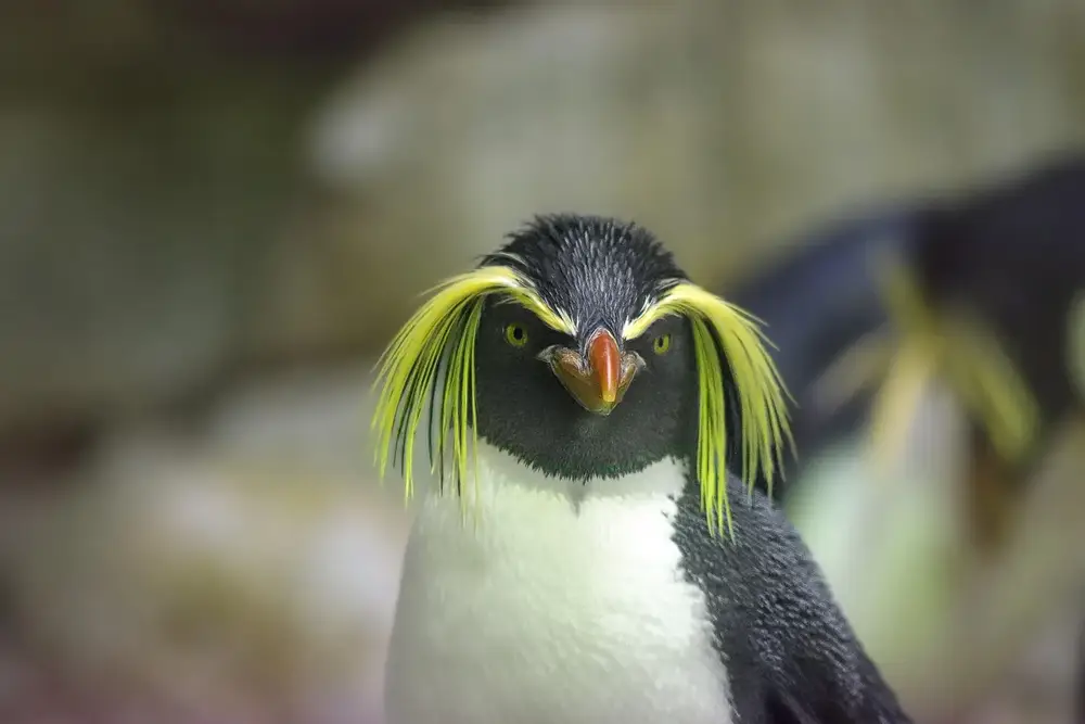 izu-shaboten-zoo attraction