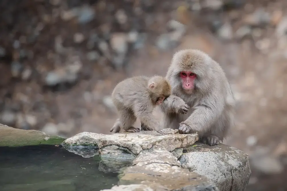 Izu Shaboten Zoo Guide