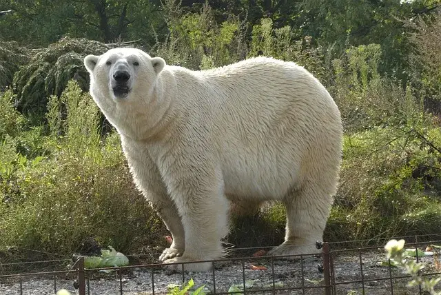 Rotterdam Zoo Guide