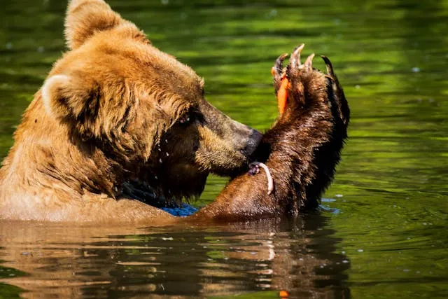 Why Alaskan Dream Cruises are the Best Way to See the Last Frontier - Travel Guide Image