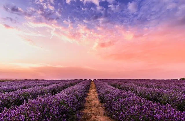 Chasing Blooms: The 12 Best Places to Visit in Spring - Travel Guide Image