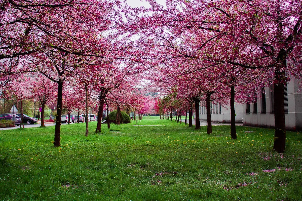 Chasing Blooms: The 12 Best Places to Visit in Spring