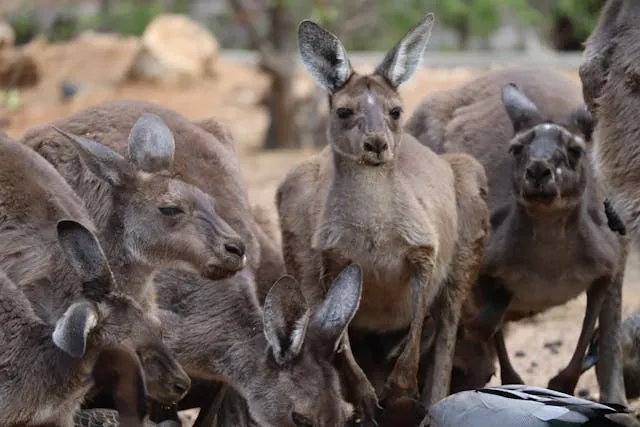 Chasing the Sun: The Best Time of Year to Visit Australia - Travel Guide Image