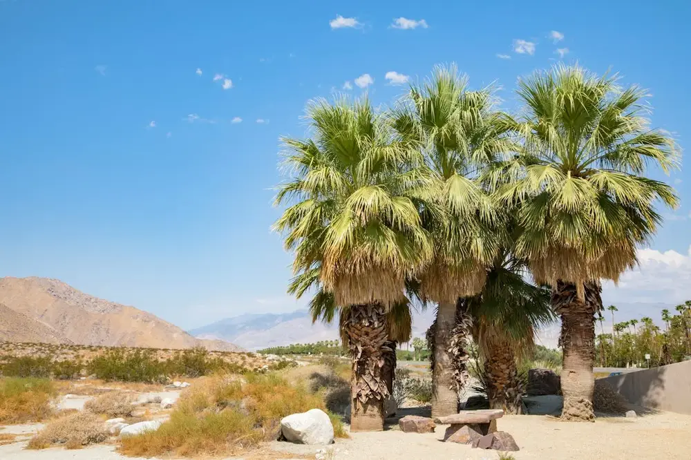 Best Things to Do in Palm Springs, CA