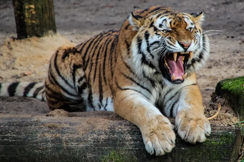 Rotterdam Zoo (Blijdorp): Tickets & Guide